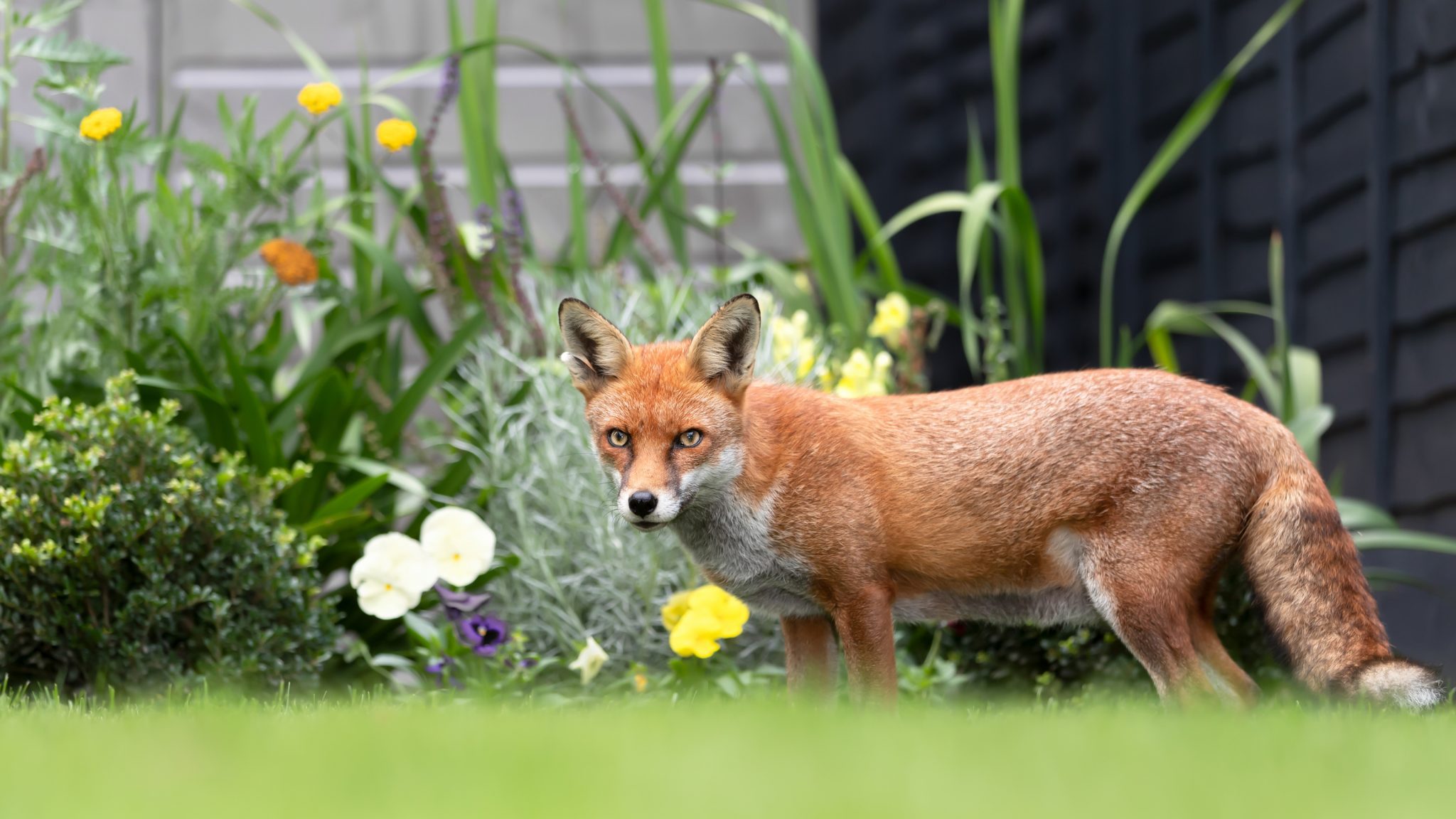 How to stop foxes getting into your garden LMS Garden Maintenance