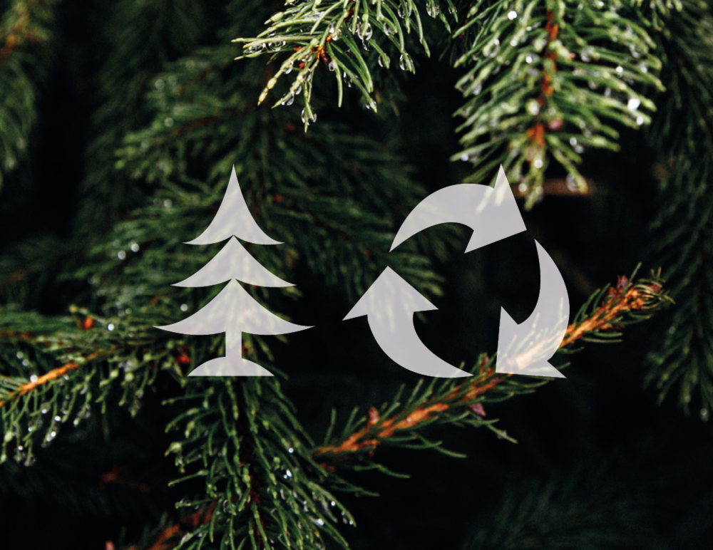 Christmas Tree Collection LMS Garden Maintenance